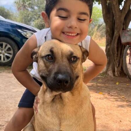 Tutor busca doador de sangue para salvar cachorro atacado por pitbull