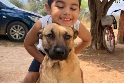 Tutor busca doador de sangue para salvar cachorro atacado por pitbull