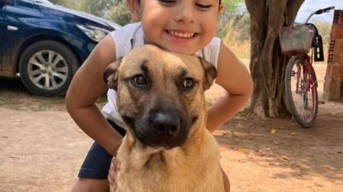 Tutor busca doador de sangue para salvar cachorro atacado por pitbull