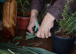 Do alecrim ao capim-limão, aprenda a fazer repelente contra mosquitos Do alecrim ao capim-limão, aprenda a fazer repelente contra mosquitos