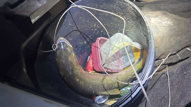 Flagrado ao transportar dourado, pescador é multado em R$ 5,5 mil