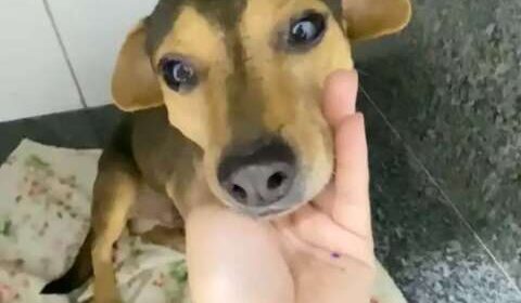 Sorriso já sofreu com abandono, atropelamento e agora busca um lar