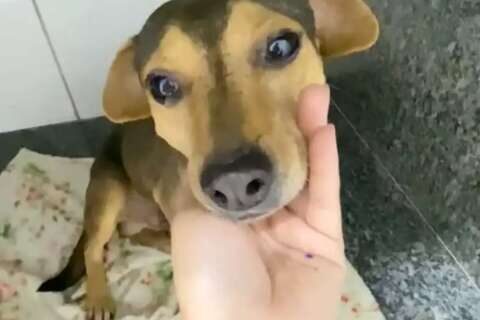 Sorriso já sofreu com abandono, atropelamento e agora busca um lar