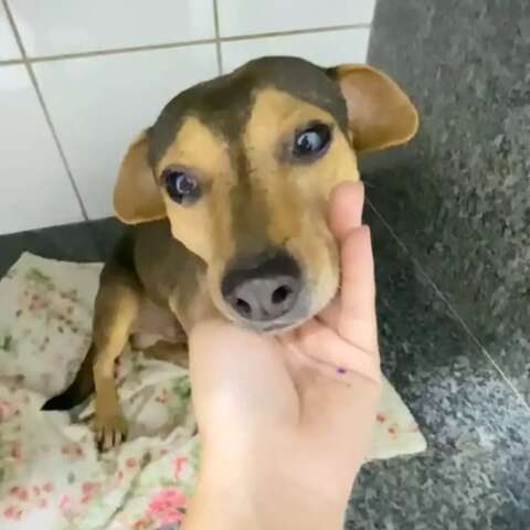 Sorriso já sofreu com abandono, atropelamento e agora busca um lar