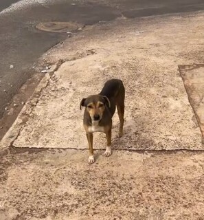 Sorriso já sofreu com abandono, atropelamento e agora busca um lar