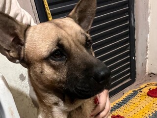 Tutor busca doador de sangue para salvar cachorro atacado por pitbull