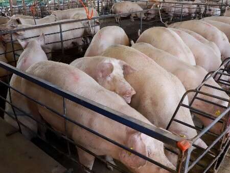 MS amplia produção de suínos em 18% no semestre, mas preço do animal recua 25%