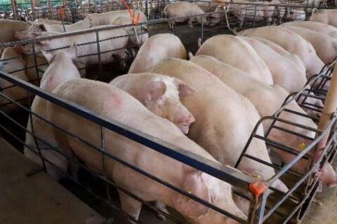 MS amplia produção de suínos em 18% no semestre, mas preço do animal recua 25%