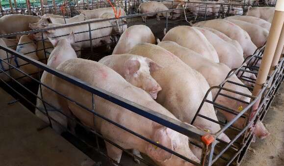 MS amplia produção de suínos em 18% no semestre, mas preço do animal recua 25%