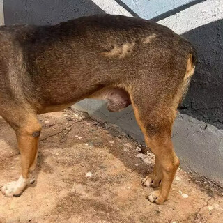 Sorriso já sofreu com abandono, atropelamento e agora busca um lar