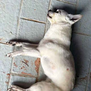 Segunda cadela morta em um ano evidencia pesadelo entre vizinhas no Carandá