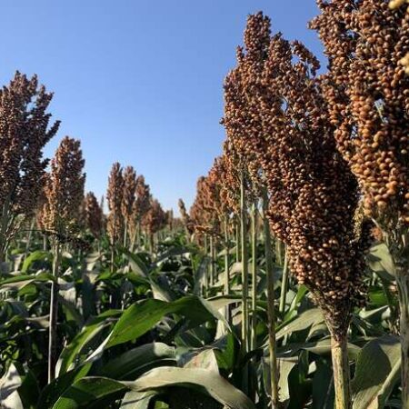 Mercosul define novas exigências para importação e exportação de sorgo