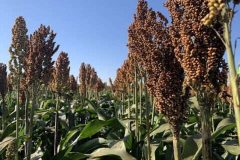 Mercosul define novas exigências para importação e exportação de sorgo