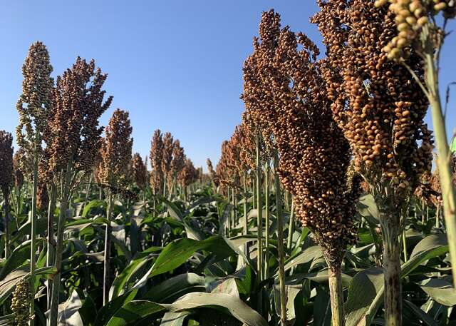 Mercosul define novas exigências para importação e exportação de sorgo