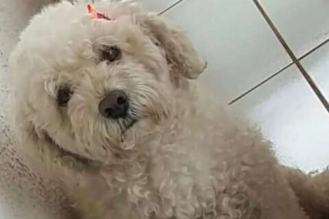 Nina escapou de casa e família pede ajuda para encontrá-la