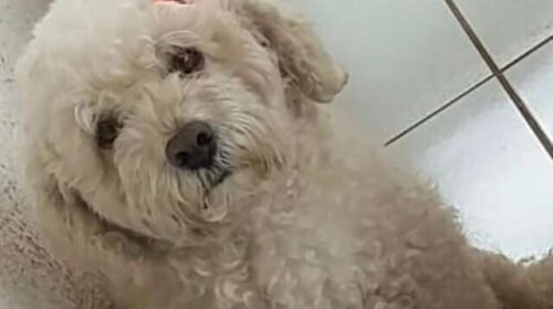 Nina escapou de casa e família pede ajuda para encontrá-la