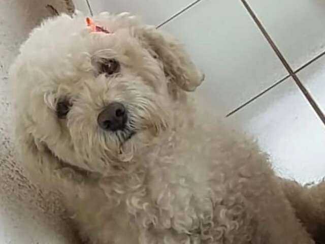 Nina escapou de casa e família pede ajuda para encontrá-la