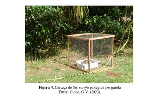 Casulos de moscas podem revelar disparos mesmo após decomposição