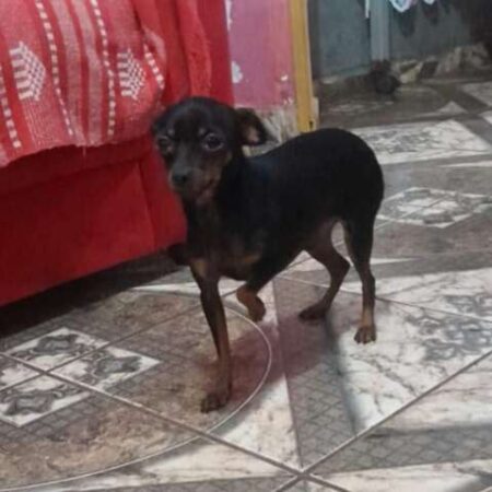 Criança tem febre após sumiço de pinscher no São Conrado