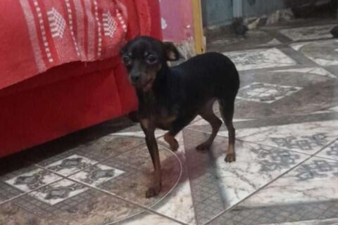 Criança tem febre após sumiço de pinscher no São Conrado