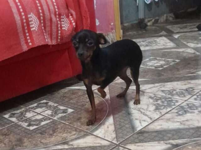 Criança tem febre após sumiço de pinscher no São Conrado