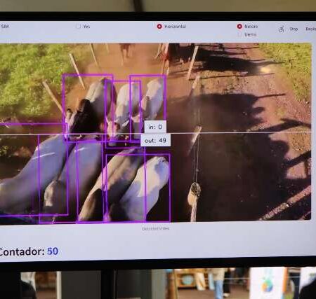 Startup de MS desenvolve IA que identifica e monitora bovinos por imagem