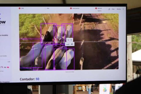 Startup de MS desenvolve IA que identifica e monitora bovinos por imagem