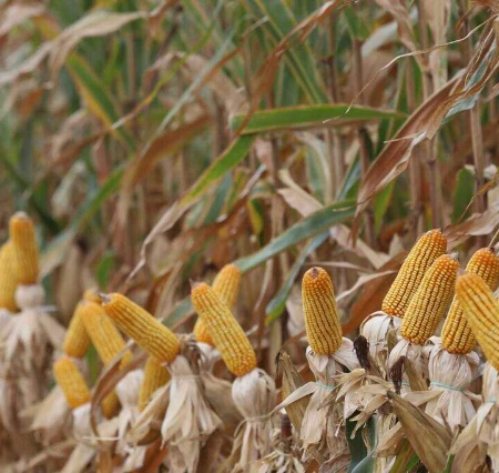 Colheita do milho segue atrasada e alcança 8,2% da área em MS