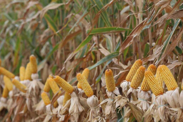 Colheita do milho segue atrasada e alcança 8,2% da área em MS