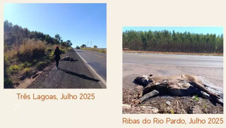 Êxodo rural, fauna e abelhas sentem avanço dos eucaliptais em Mato Grosso do Sul Êxodo rural, fauna e abelhas sentem avanço dos eucaliptais em Mato Grosso do Sul