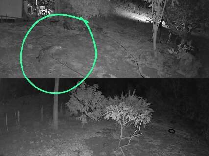 Após Corumbella, nova onça aparece perto de casas em Corumbá