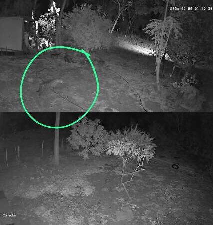 Após Corumbella, nova onça aparece perto de casas em Corumbá