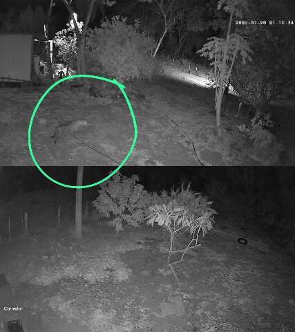 Após Corumbella, nova onça aparece perto de casas em Corumbá