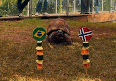 Cacá, jabuti do Bioparque, acertou vitória norueguesa contra o Brasil