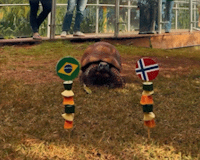 Cacá, jabuti do Bioparque, acertou vitória norueguesa contra o Brasil