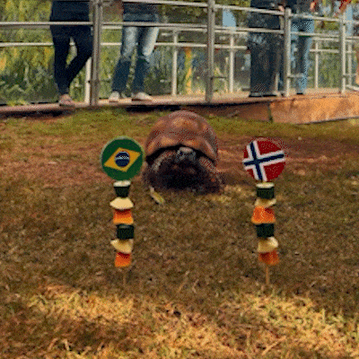 Cacá, jabuti do Bioparque, acertou vitória norueguesa contra o Brasil
