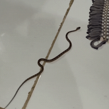 Morador encontra jararaca, serpente que mais causa acidentes no País