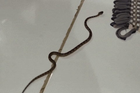 Morador encontra jararaca, serpente que mais causa acidentes no País