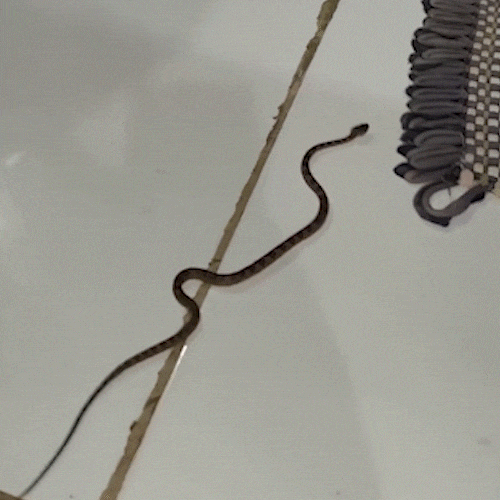 Morador encontra jararaca, serpente que mais causa acidentes no País