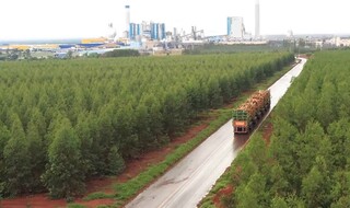 Hexatrens da Suzano são autorizados a circular em rodovias de MS