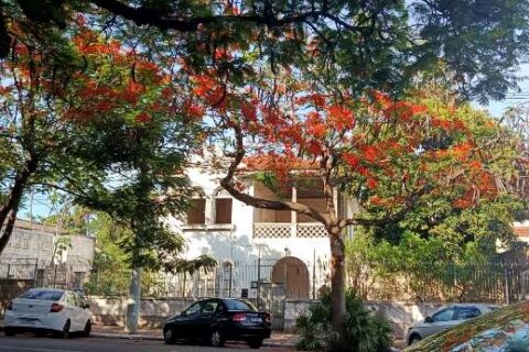 Agência de regulação discute impactos da arborização na rede elétrica em Corumbá