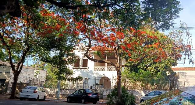 Agência de regulação discute impactos da arborização na rede elétrica em Corumbá