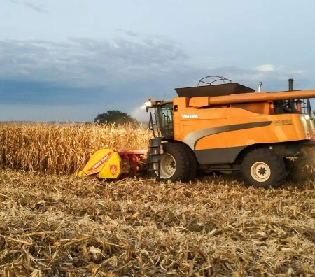 Colheita do milho acelera e chega a 15,8% da área plantada em MS