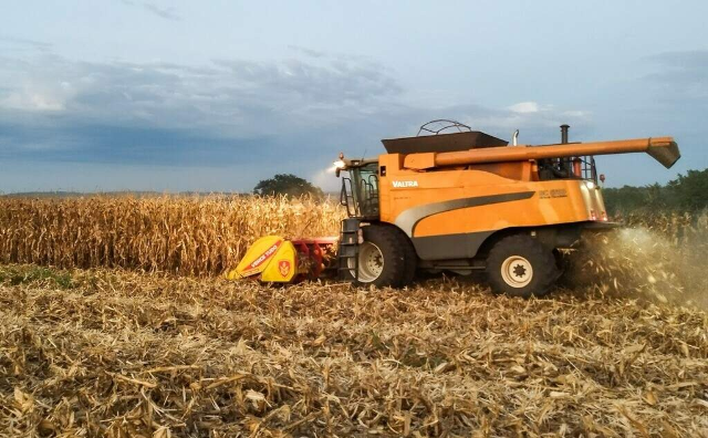 Colheita do milho acelera e chega a 15,8% da área plantada em MS