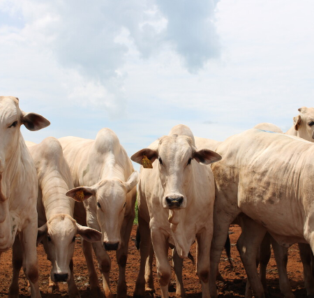 Governo muda regra para evitar veto da União Europeia à carne brasileira