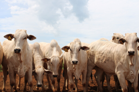 Governo muda regra para evitar veto da União Europeia à carne brasileira