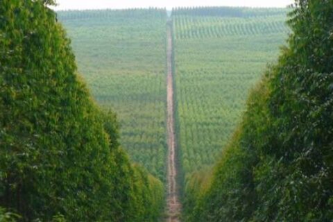 MP aponta blocos de eucalipto com até 20 km sem corredores ecológicos em MS