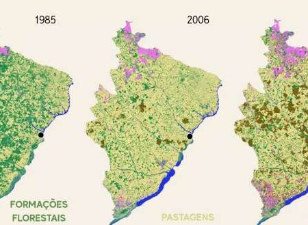 Êxodo rural, fauna e abelhas sentem avanço dos eucaliptais em Mato Grosso do Sul