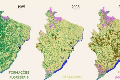 Êxodo rural, fauna e abelhas sentem avanço dos eucaliptais em Mato Grosso do Sul