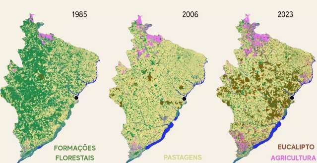 Êxodo rural, fauna e abelhas sentem avanço dos eucaliptais em Mato Grosso do Sul